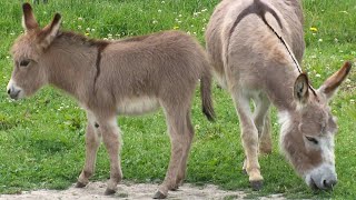 Miniature donkeys may be the cutest livestock weve ever seen [upl. by Nonnairb]