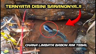 MANCING IKAN CHANNA LIMBATA JUMBODI SUNGAI DI SISI GUNUNG [upl. by Raul258]