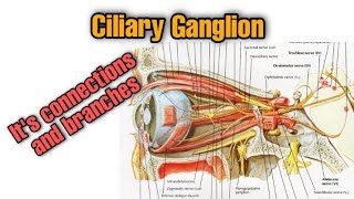 Ciliary ganglion Parasympathetic sympathetic sensory roots Branches of Ciliary ganglion [upl. by Vanny]