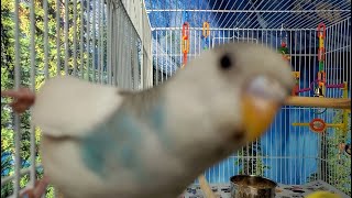 The BEST PARAKEETS SOUNDS 3 Hours for your birds to listen to [upl. by Kay157]