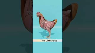 anda murgee ke pet mein kaise banta hai facts 3danimation shorts [upl. by Herschel]