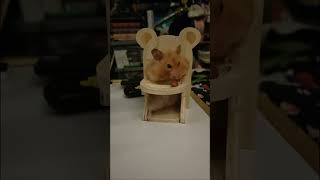 Molly Mae the Syrian Hamster eating nuts in her highchair [upl. by Ataliah]