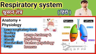 lungs respiratory system reapiratory system notes lungs lower respiratory tract [upl. by Ydner]