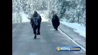 Wild Photos Capture Grizzly Chasing Bison in Yellowstone National Park  BEAR VS BISON [upl. by Allyce]