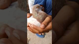 High flyer pigeon 🐦🕊️trainding pigeon kabuterbaaz viralshorts youtubeshorts [upl. by Dyl]