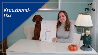 Bellini Hundephysio Kreuzbandriss [upl. by Neelahs259]