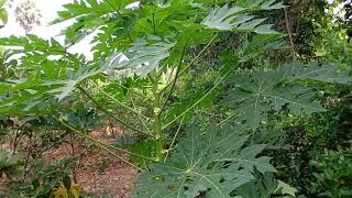 papaya tree inspection and examination  16 November 2024 [upl. by Langill]