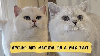 Cute CATS milk DATE  Apollo and Matilda [upl. by Kind559]