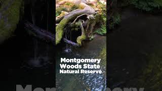 Stunning old growth giants  Montgomery Woods State Natural Reserve redwoodtrees [upl. by Ativak3]