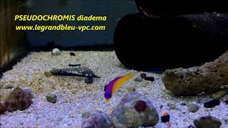 legrandbleuvpccom  PSEUDOCHROMIS diadema [upl. by Enajyram]