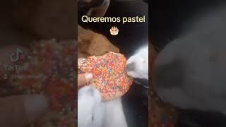 Queremos pastel animals conejo bunny rabbit mascotas pets humor cute cutebaby [upl. by Ailito]