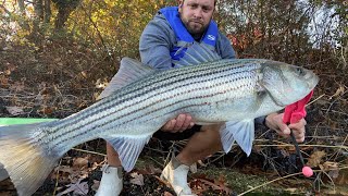 OverSlot Striped Bass 11724 Fishing Northshore Long Island [upl. by Marguerita]