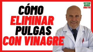 🔴 Como ELIMINAR pulgas Rápidamente en perros con VINAGRE 🔴 Eliminar pulgas de mi casa Naturalmente [upl. by Atteynod741]