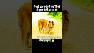 ये कुत्ता बहुत दिनों से भूखा हैं 😱  short dog movie recap [upl. by Ingold]