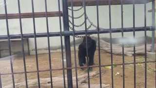 Eastern Lowland Gorilla at Dubai Zoo 05042013 [upl. by Loar]