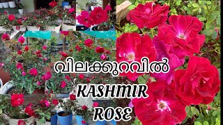 വിലക്കുറവിൽ KASHMIR ROSE ❤️ [upl. by Burgess167]