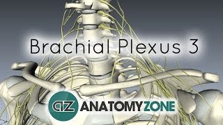 Brachial Plexus  Terminal Branches  Anatomy Tutorial [upl. by Ronnica]