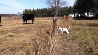 Dog get shocked by fence [upl. by Mauralia]