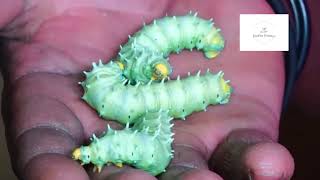 Meru County SILKWORM FARMER shares a comprehensive guide to Silk farming [upl. by Colligan99]