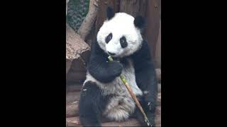 The giant panda rolls its eyes [upl. by Godard469]