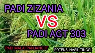 Perbandingan Padi Zizania dengan Padi AGT 303 [upl. by Llerdnam212]