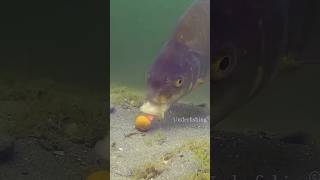 fishing fish carp carpfishing catchandrelease underfishing underwater animals fail shorts [upl. by Paulette350]