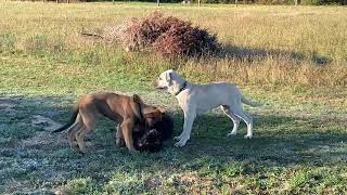 German Shepherd takes on Kangal and Belgian Shepherd Puppies [upl. by Esnohpla]