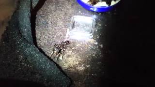 Paraponera clavata  Transporting sugar water [upl. by Meredithe491]