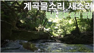 계곡물소리 새소리  자연의소리 영상  명상 공부 휴식 수면 효과음 백색소음 [upl. by Kacerek210]