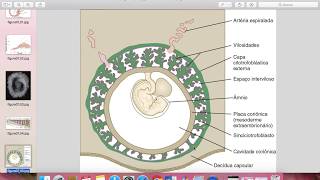 Embriologia  Placenta e membranas extraembrionarias [upl. by Weigle]