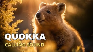 Quokka Calling Sound [upl. by Kalbli]