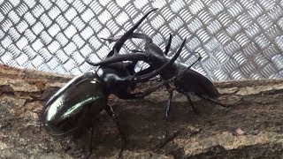 コーカサスオオカブトvsマンディブラリスフタマタクワガタ Chalcosoma caucasus vs Hexarthrius mandibularis [upl. by Whang]