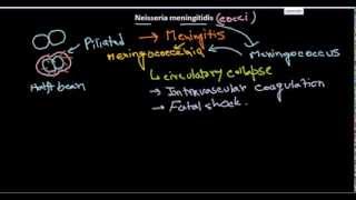 Neisseria meningitidis introduction [upl. by Eylrahc172]