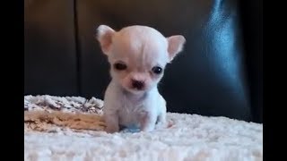 5 ounce Chihuahua  Tiniest Chihuahua  Hydrocephalus  another video in link [upl. by Cacka709]