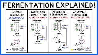 The Lactic Acid System [upl. by Akemahs201]