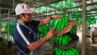 ¿De DÓNDE viene el BANANO🍌que COMEMOS  Bocas del Toro Panamá [upl. by Lorrimer]