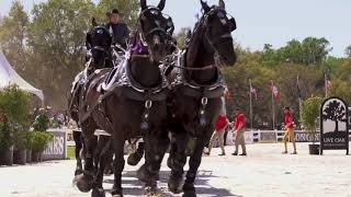 Percheron Thunder [upl. by Thais]