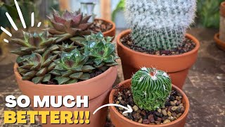 HOW and WHEN to repot cactus and succulents  5 Essential Tips [upl. by Anitnatsnok]