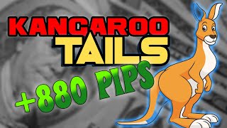 Trading Kangaroo Tails  The Perfect Price Action Entry Strategy [upl. by Nollahs]