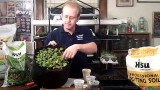 Planting Lettuce From Seed amp Bug Control in the Grow Room The Wisconsin Vegetable Gardener [upl. by Kauslick]