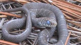 Field Herping Spring Time in the Croatan [upl. by Giuseppe]