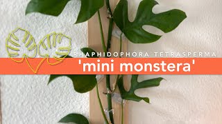 Training Your Mini Monstera To Climb For Design [upl. by Lladnar]