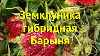 Земклуника гибридная Краткий обзор описание характеристик fragaria ananassa х moschata Барыня [upl. by Rattan]