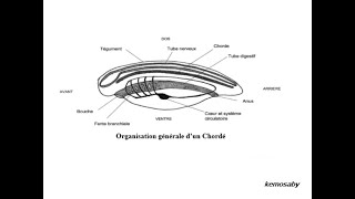 Phylum des cordes partie 1 [upl. by Nola]