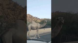 What is the hump on a camel for 🐪 🐪 cutest2animal youtube4animal camel camels [upl. by Gnex]