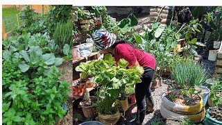 Tiny PotsBig Harvest Fall Gardening in Small Containers [upl. by Atnom104]