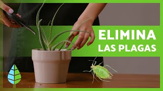 PLAGAS y ENFERMEDADES del ALOE VERA 🌿 Cómo Prevenirlas y Combatirlas [upl. by Edna426]