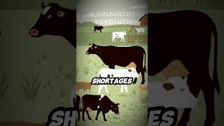 How the Great Cattle Plague of 1319 Transformed European Farming shortvideo facts [upl. by Riek]