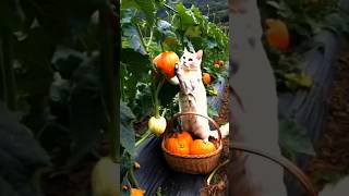 Cat fantastic videos cat catvideos catlover catshorts viralvideo shortvideo funny comedy [upl. by Curhan]