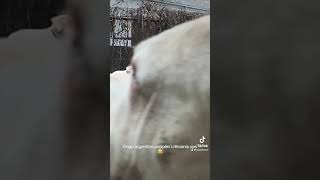 KORDOBOS AIDAS DOGO ARGENTINO KENNEL LITHUANIA puppy [upl. by Rexfourd]